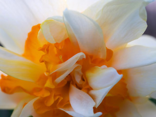 Narcissus Daffodil Bloom