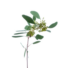 Eucalyptus populus with berries isolated