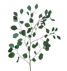 Fototapeta na wymiar Beautiful green Eucalyptus Populus isolated