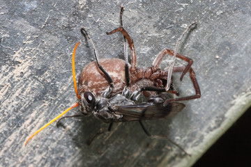 Spider Wasp with captured spider