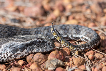 Close of of Australian Death Adder showing tail