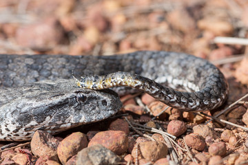 Close of of Australian Death Adder showing tail lure