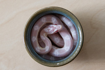Corn Snake in bowl