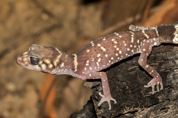 Thick-tailed Gecko close up