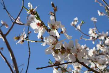 Flowers of the cherry blossoms on a spring day. Branch of a blossoming tree with beautiful white flowers.