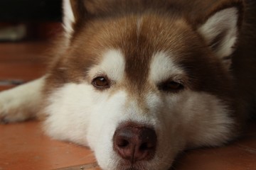 siberian husky puppy