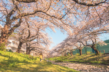 Row of cherry trees in Japan.