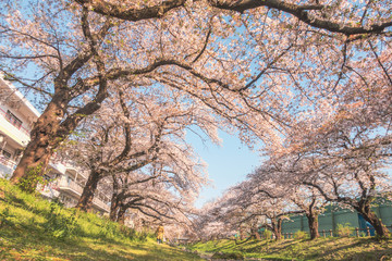 Row of cherry trees in Japan.