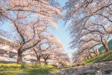 Row of cherry trees in Japan.