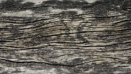 Ancient curved gray wood trunk, vintage wood background