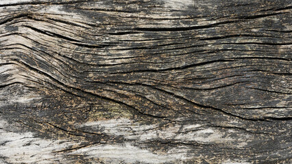 Ancient curved gray wood trunk, vintage wood background