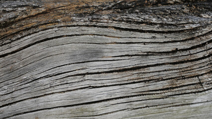 Ancient curved gray wood trunk, vintage wood background