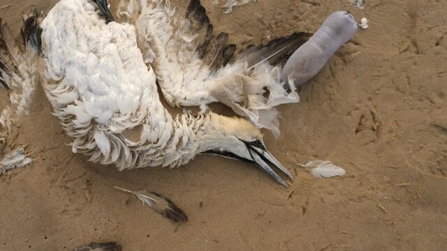 Camera rises to reveal dead Cape Gannet washed up on sandy beach with discarded plastic pollution blowing in breeze