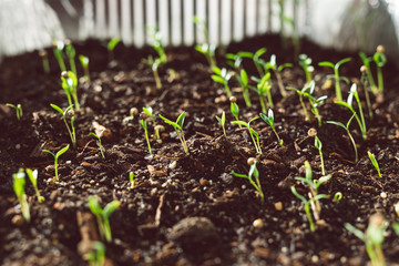 close-up of cilantro and herbs seedlings indoor in trays