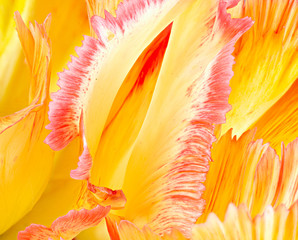 Macro view of petals of fringed tulip flowers from a garden in central Virginia in early spring.