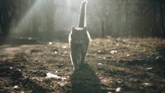 A beautiful cat walks on the ground towards the camera. 