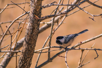 Black-capped Chickadee in early spring.