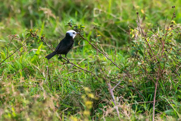 White headed Marsh Tyrant photographed in Burarama, a district of the Cachoeiro de Itapemirim County, in Espirito Santo. Picture made in 2018
