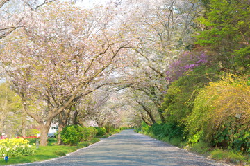 Naklejka premium 桜と春と青春と輝く未来