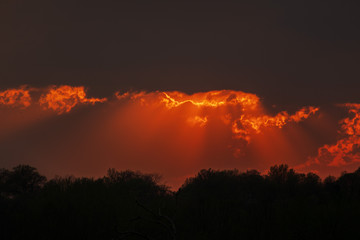 fire in the forest