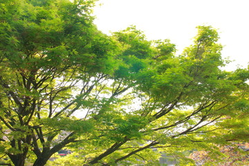 超広角レンズで撮影した春の森