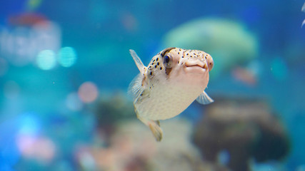 Porcupine fish swim in clear clear blue water over a coral reef. tropical puffer fish in an...