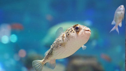 Porcupine fish swim in clear clear blue water over a coral reef. tropical puffer fish in an aquarium against the background of colorful tropical fish
