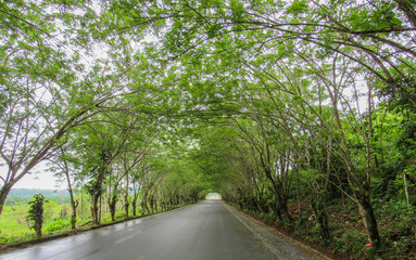 Camino entre árboles
road between trees