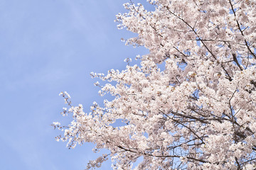 blooming cherry tree