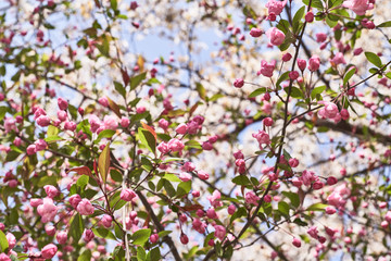 Fototapeta premium Dense Spring Blossom Canopy in Pink and White, Abstract Nature Texture