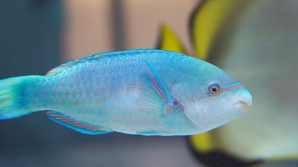 the inhabitants of the coral reef in the Pacific Ocean. large tropical fish in the ocean. bright...