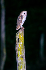 American Barn Owl photographed in Burarama, a district of the Cachoeiro de Itapemirim County, in Espirito Santo. Picture made in 2018