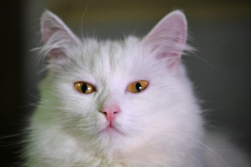 Naklejka na ściany i meble white cat with yellow eyes close-up