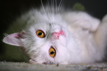 Naklejka premium white cat with yellow eyes close-up