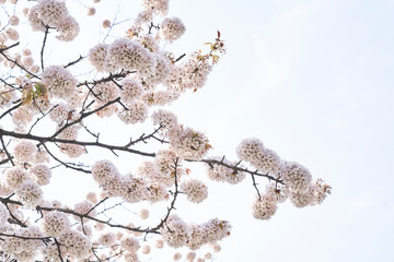 blooming cherry blossom