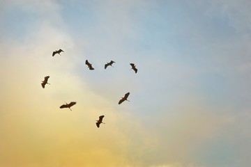 birds in flight on colorful sky in the evening / morning