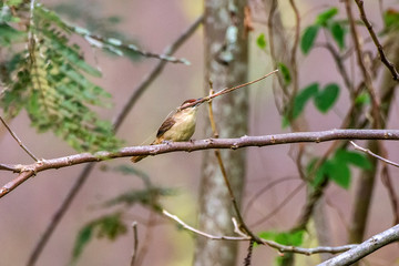 Rufous fronted Thornbird photographed in Burarama, a district of the Cachoeiro de Itapemirim County, in Espirito Santo. Picture made in 2018