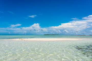 View of the a little white sandbank with sea birds next to the barrier reef  called "Boca de Sebastopoli" in Los Roques' archipelago (Venezuela).