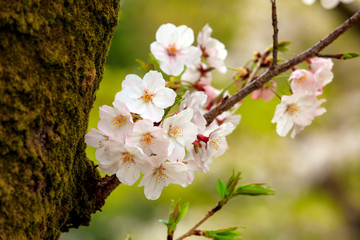 舞鶴公園の桜