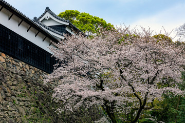 Fototapeta na wymiar 舞鶴公園の桜
