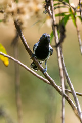 Rusty backed Antwren photographed in Burarama, a district of the Cachoeiro de Itapemirim County, in Espirito Santo. Picture made in 2018.