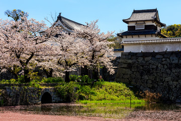 舞鶴公園の桜