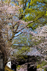 舞鶴公園の桜