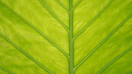 Green floral background. The structure of the banana leaf. The texture of the leaves, natural cosmetics background