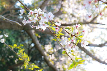 桜と春と青春と輝く未来