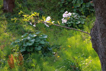 桜と春と青春と輝く未来
