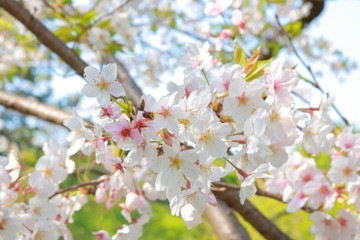 桜と春と青春と輝く未来