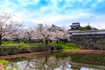 舞鶴公園の桜