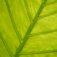 macro shot of a bright green leaf with an unusual structure. clutches of plants. Natural texture, botany. green natural background