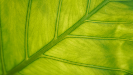 Green floral background. The structure of the banana leaf. The texture of the leaves, natural cosmetics background